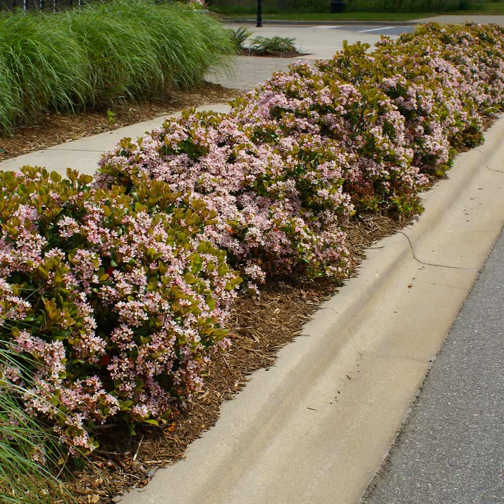 Pinkie Indian Hawthorn Shrub - Image 4