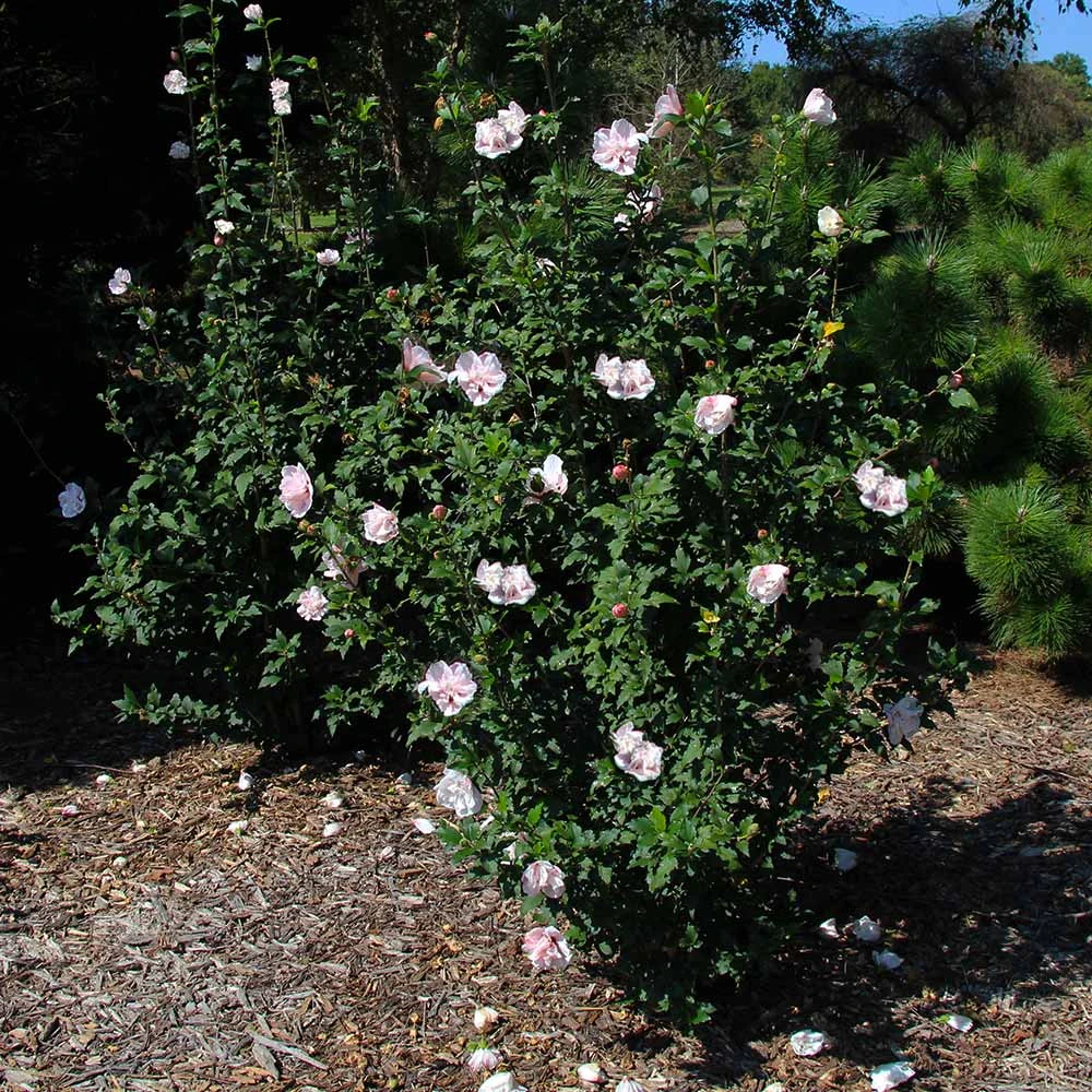 Pink Rose Of Sharon Althea Shrub - Image 3