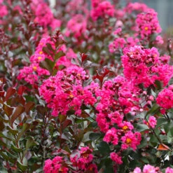 Pink Velour Crape Myrtle Tree