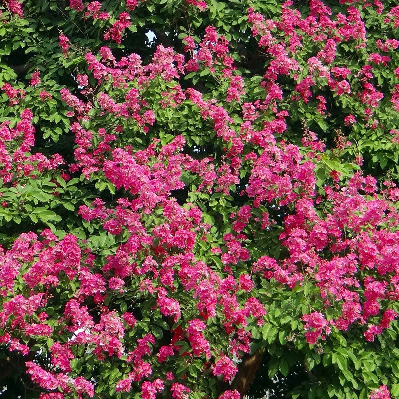 Pocomoke Crape Myrtle - Image 2