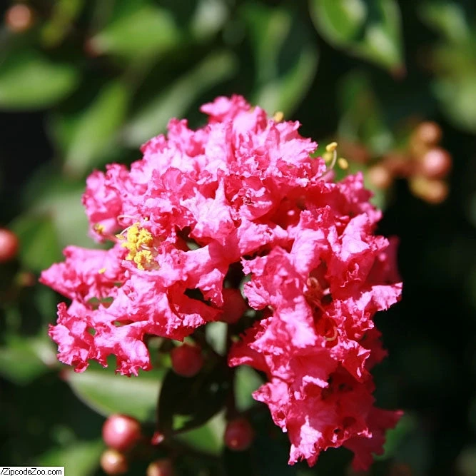 Pocomoke Crape Myrtle - Image 3