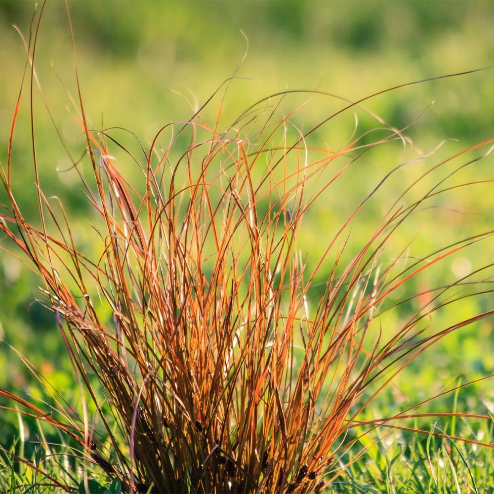 Prairie Fire Sedge - Image 2