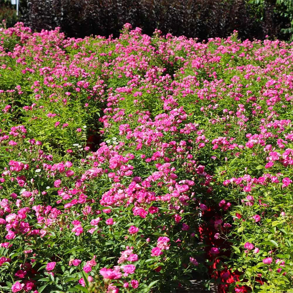 Pretty Polly® Pink Rose - Image 3