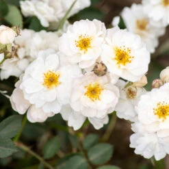 Pretty Polly® White Rose