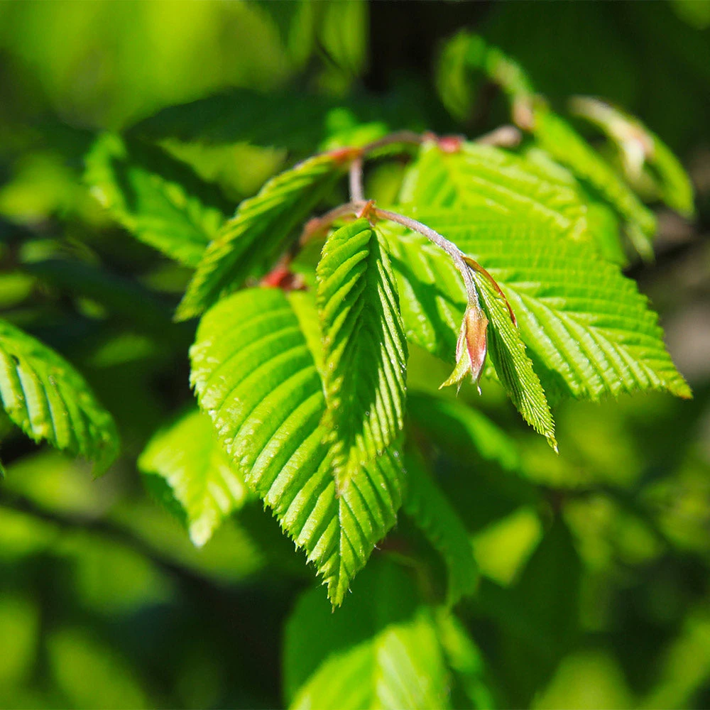 Princeton American Elm Tree - Image 4