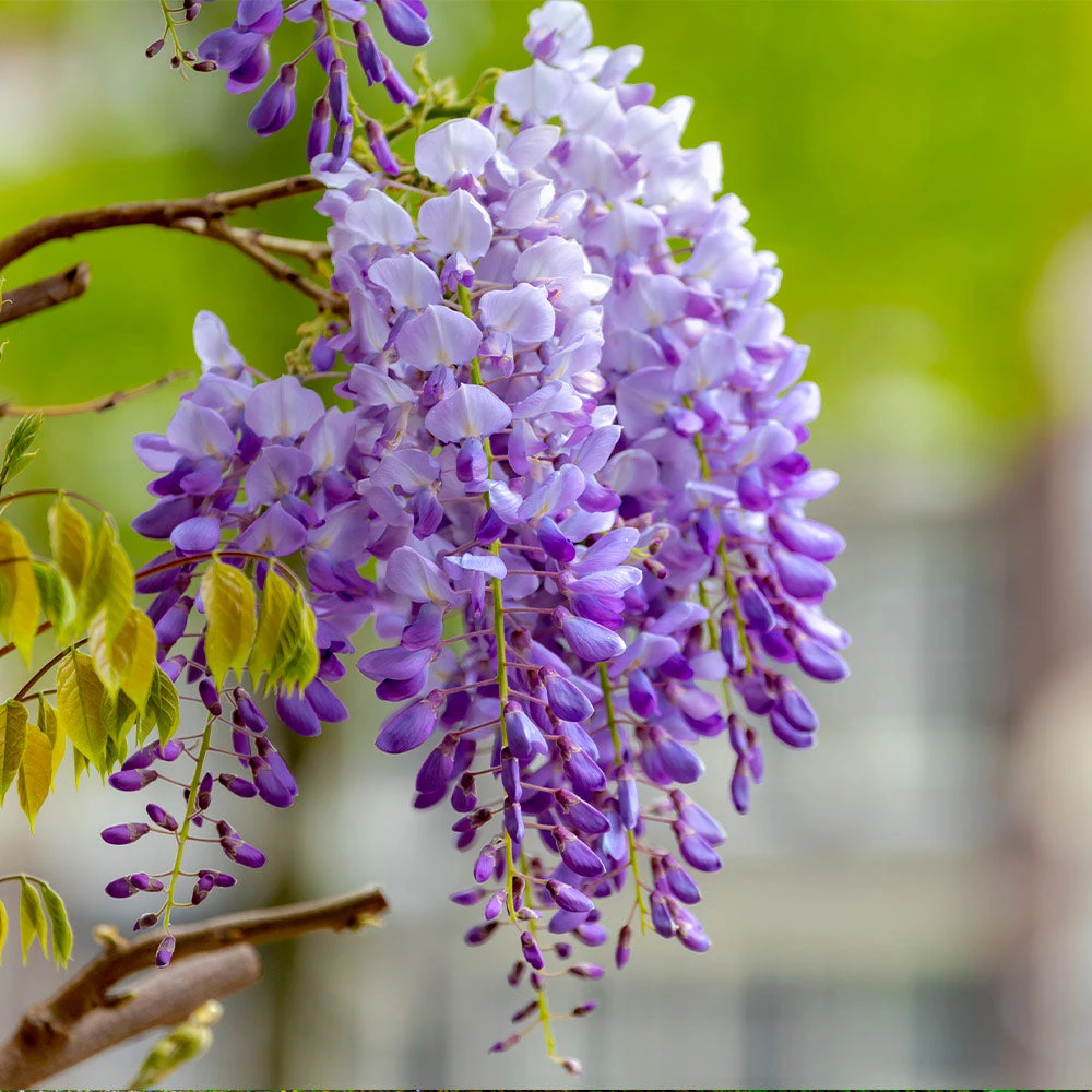 Purple Wisteria Vine - Image 4