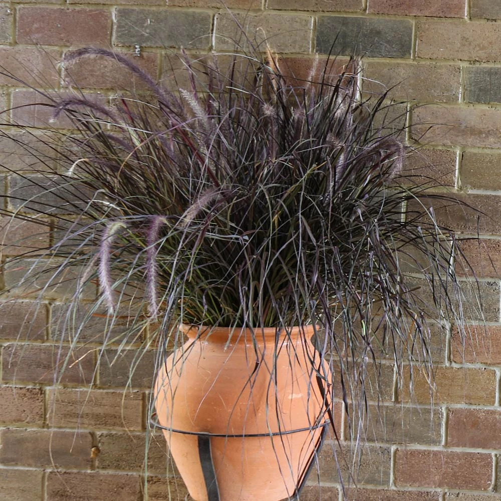 Purple Fountain Grass - Image 4