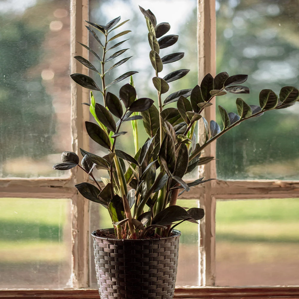 Raven ZZ Plant - Image 2