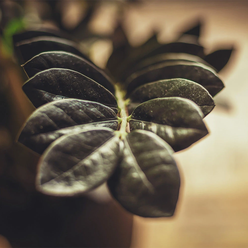 Raven ZZ Plant - Image 3