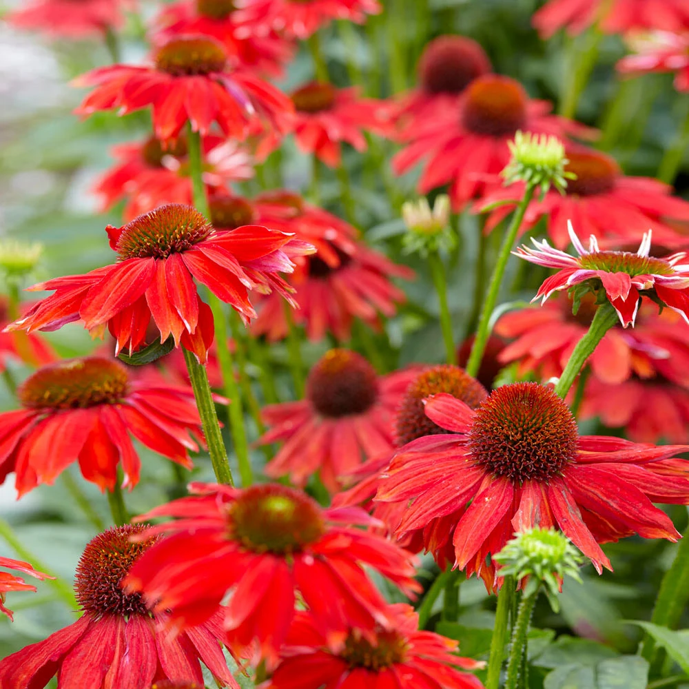 Sombrero® Salsa Red Coneflower - Image 3