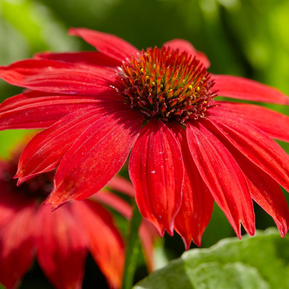Sombrero® Salsa Red Coneflower - Image 2