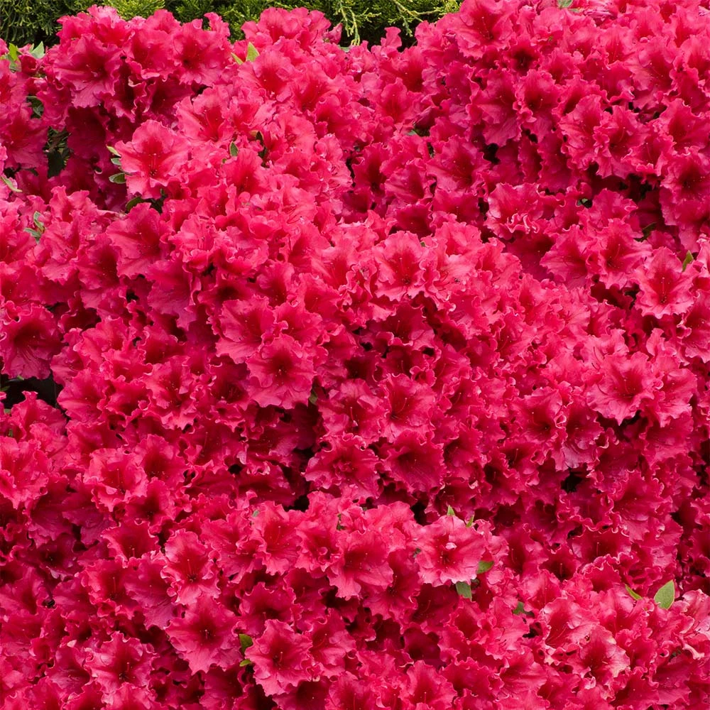 Red Ruffles Azalea Shrub - Image 2