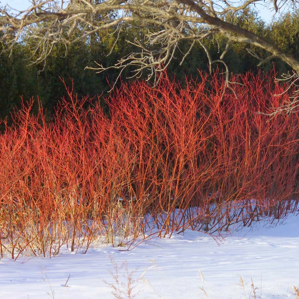 Red Twig Dogwood Shrub - Image 2