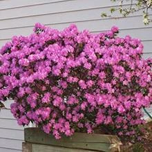 PJM Rhododendron Shrub