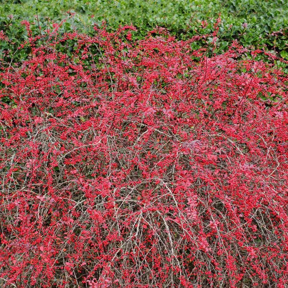 Rose Glow Barberry Shrub - Image 4