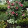 Red Rose Of Sharon Althea Tree