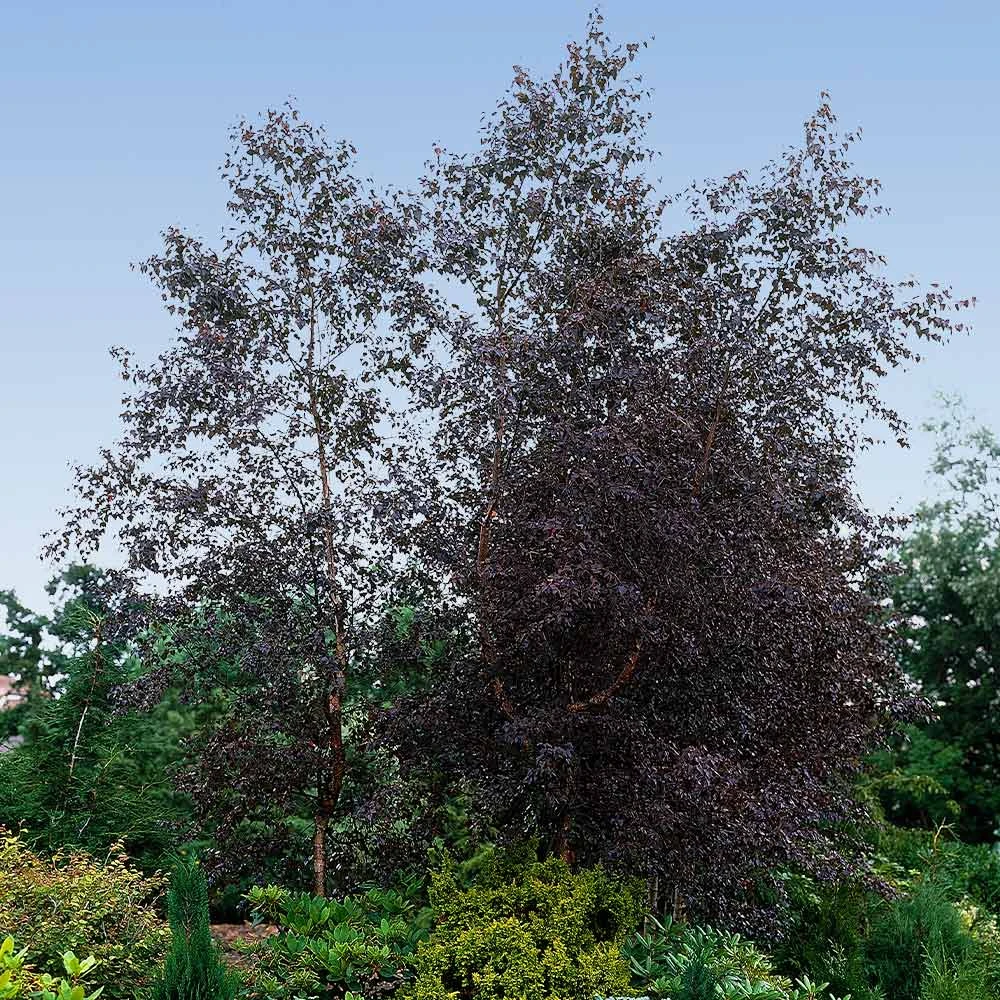 Royal Frost Birch - Image 4