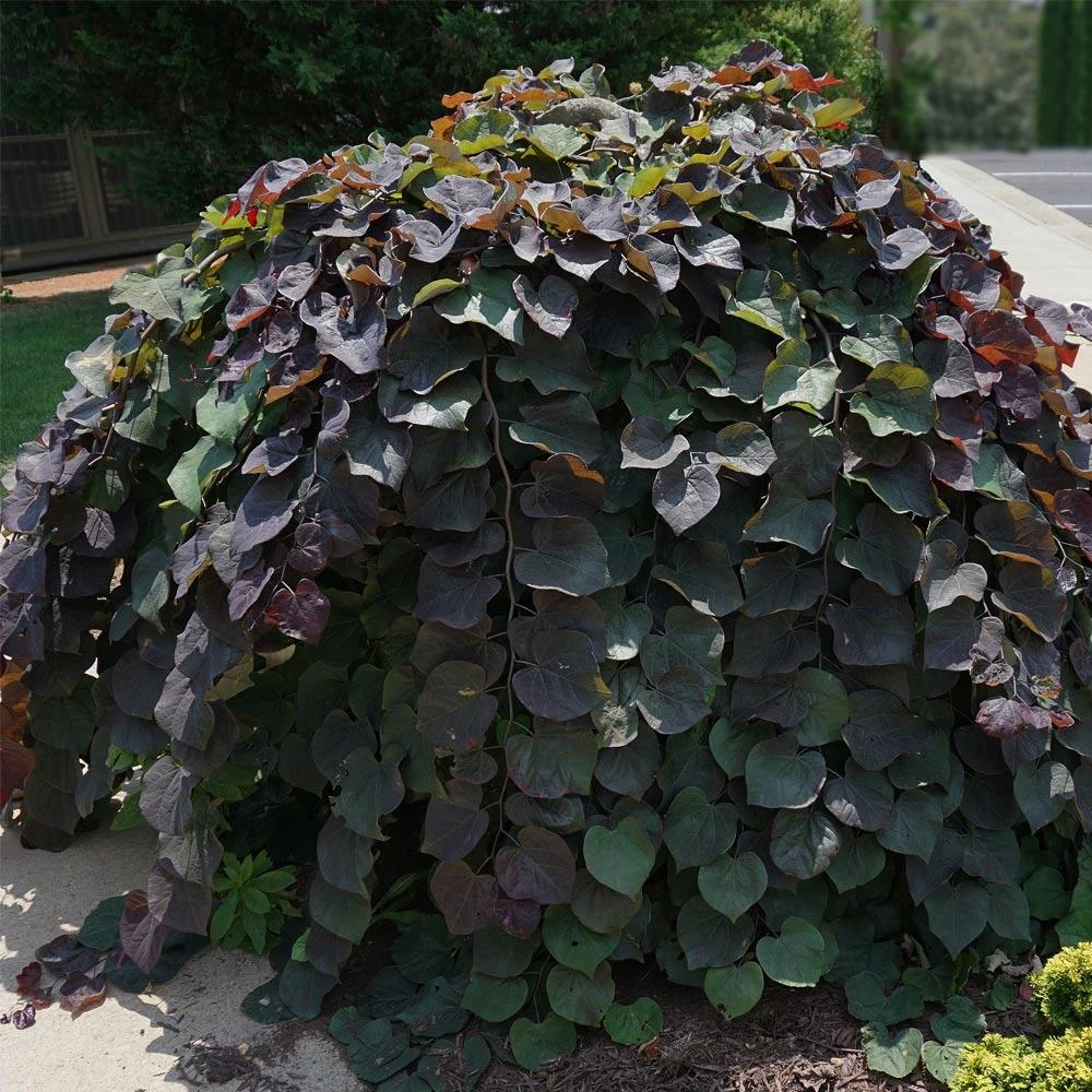 Ruby Falls Redbud Tree - Image 2