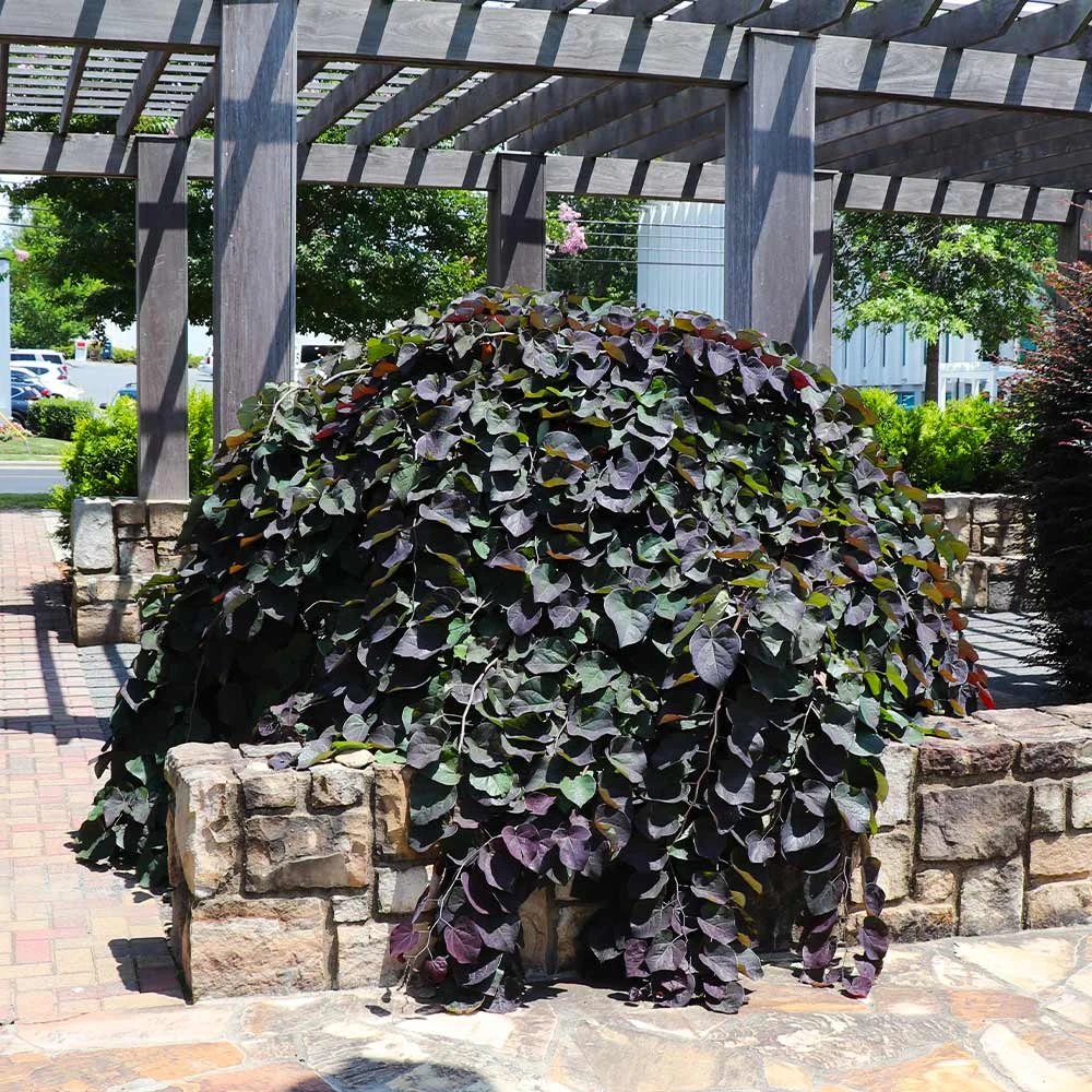 Ruby Falls Redbud Tree - Image 3