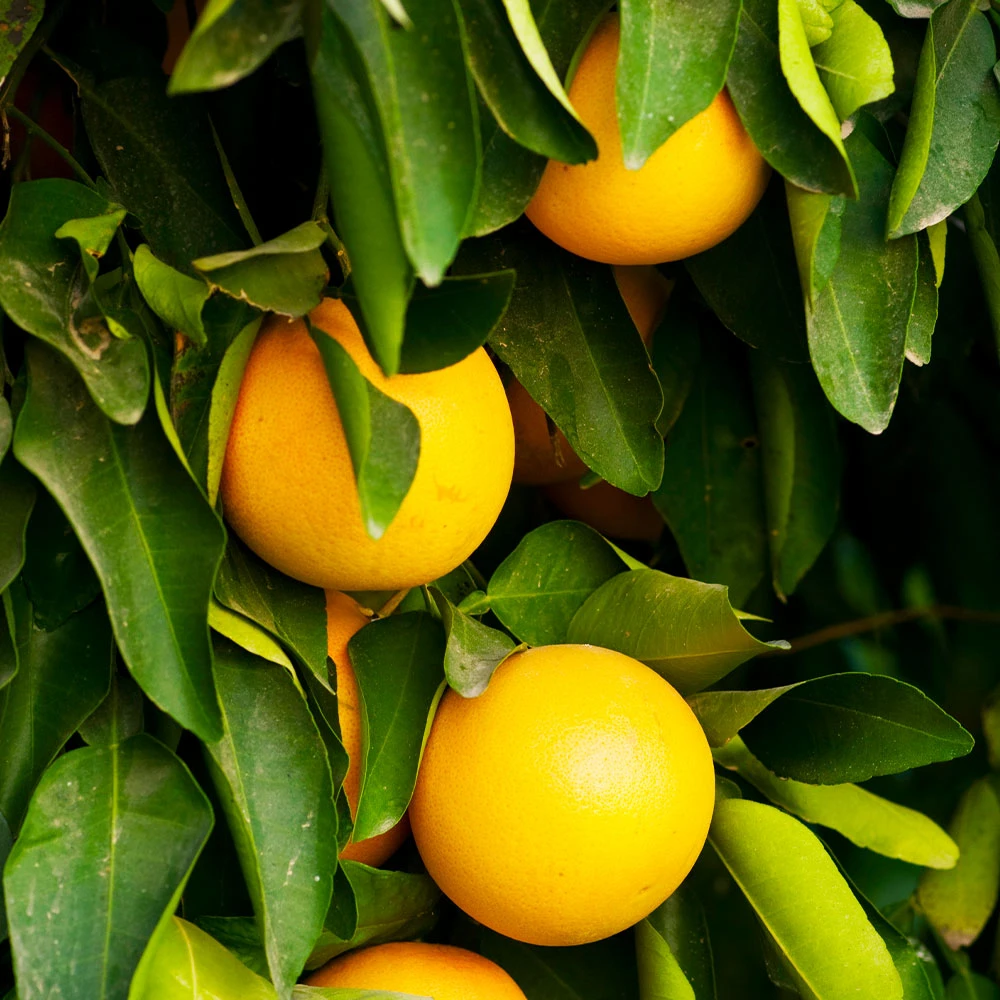 Ruby Red Grapefruit Tree - Image 2