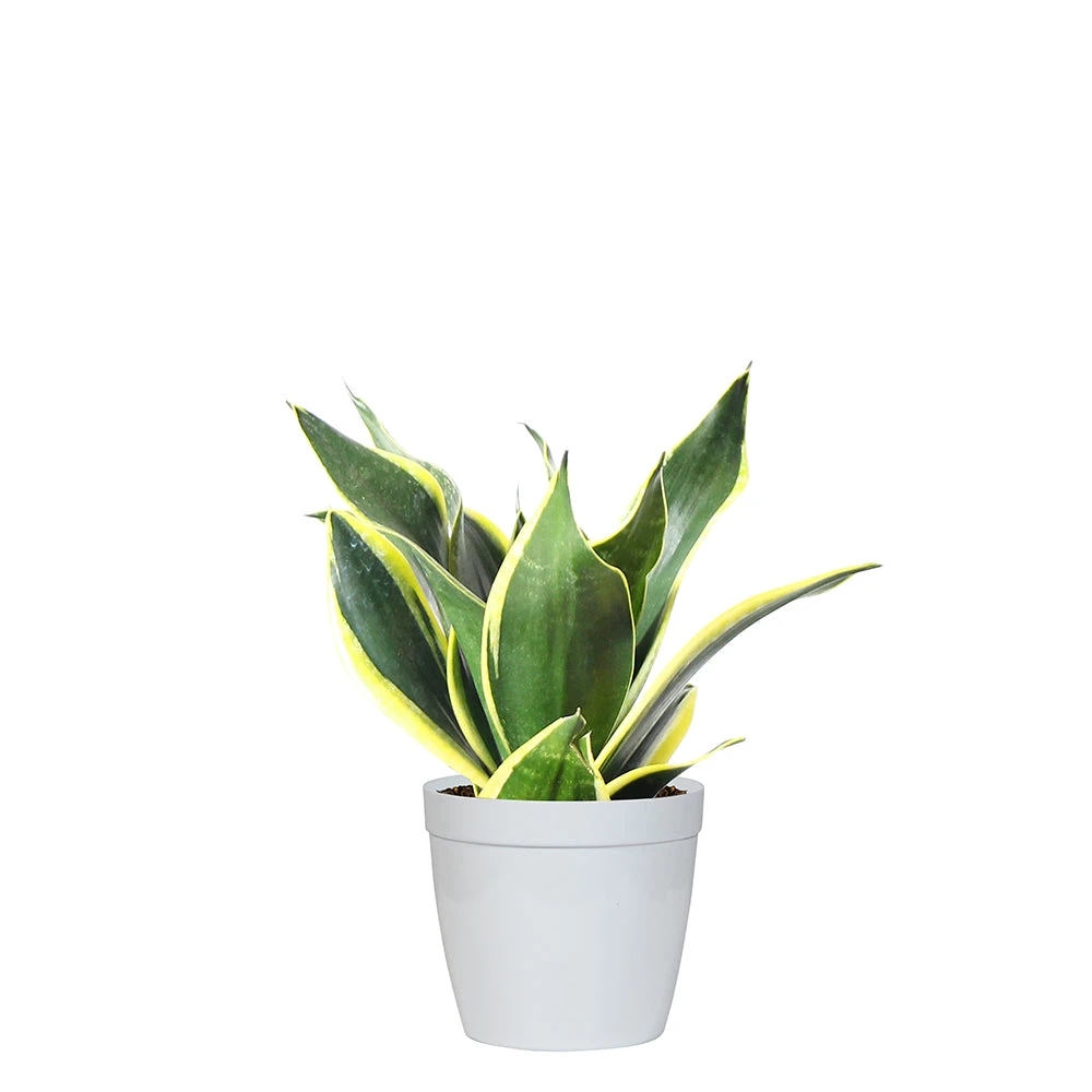 Snake Plant - Image 13