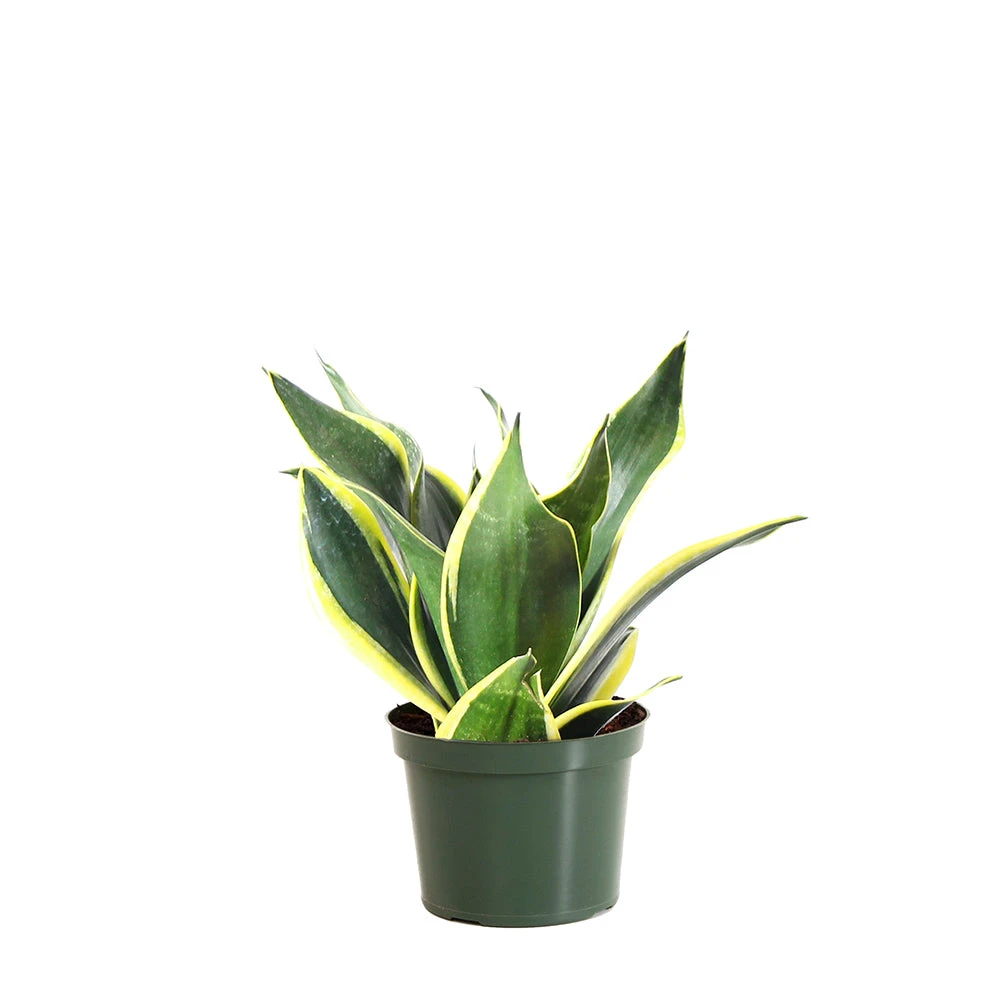 Snake Plant - Image 12