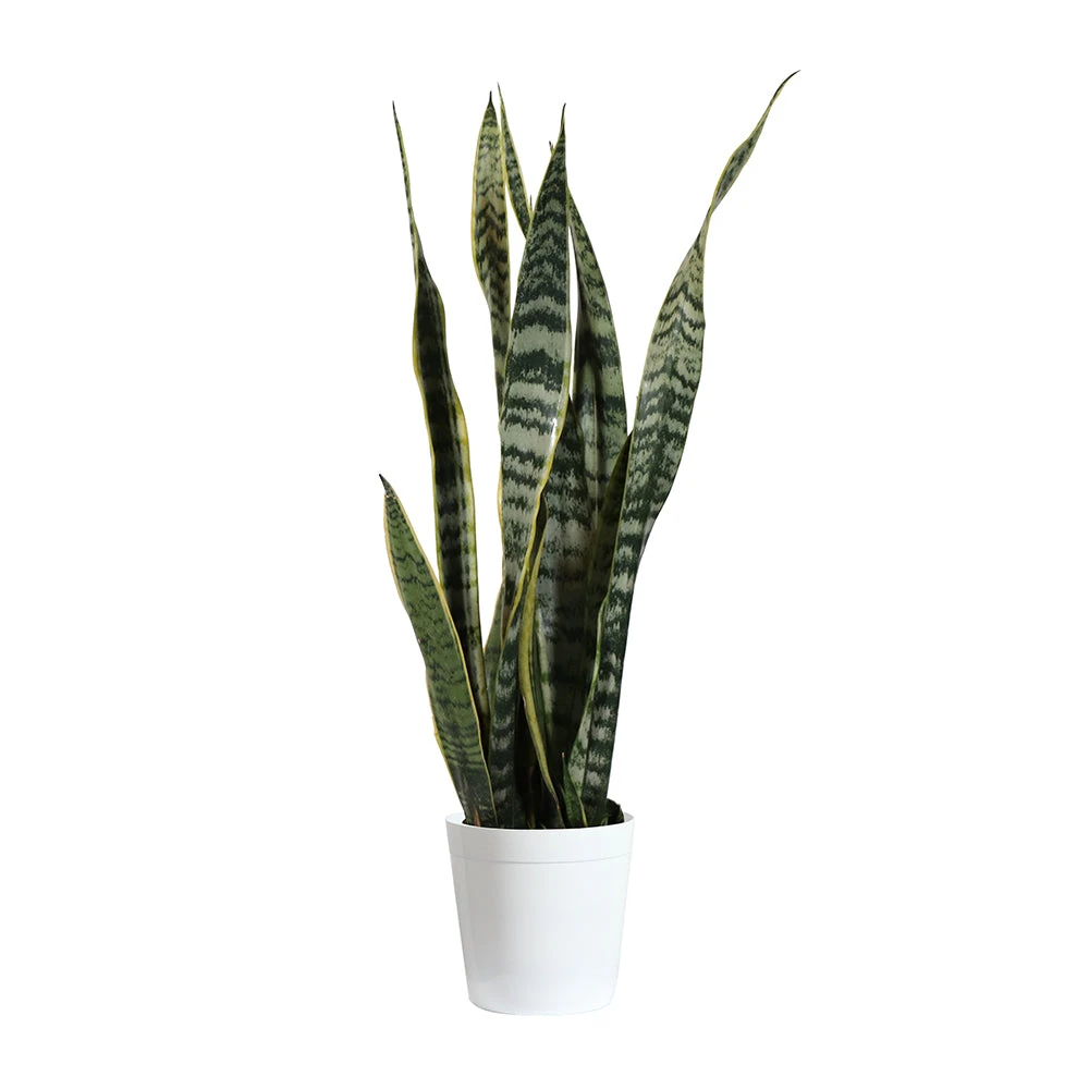 Snake Plant - Image 14