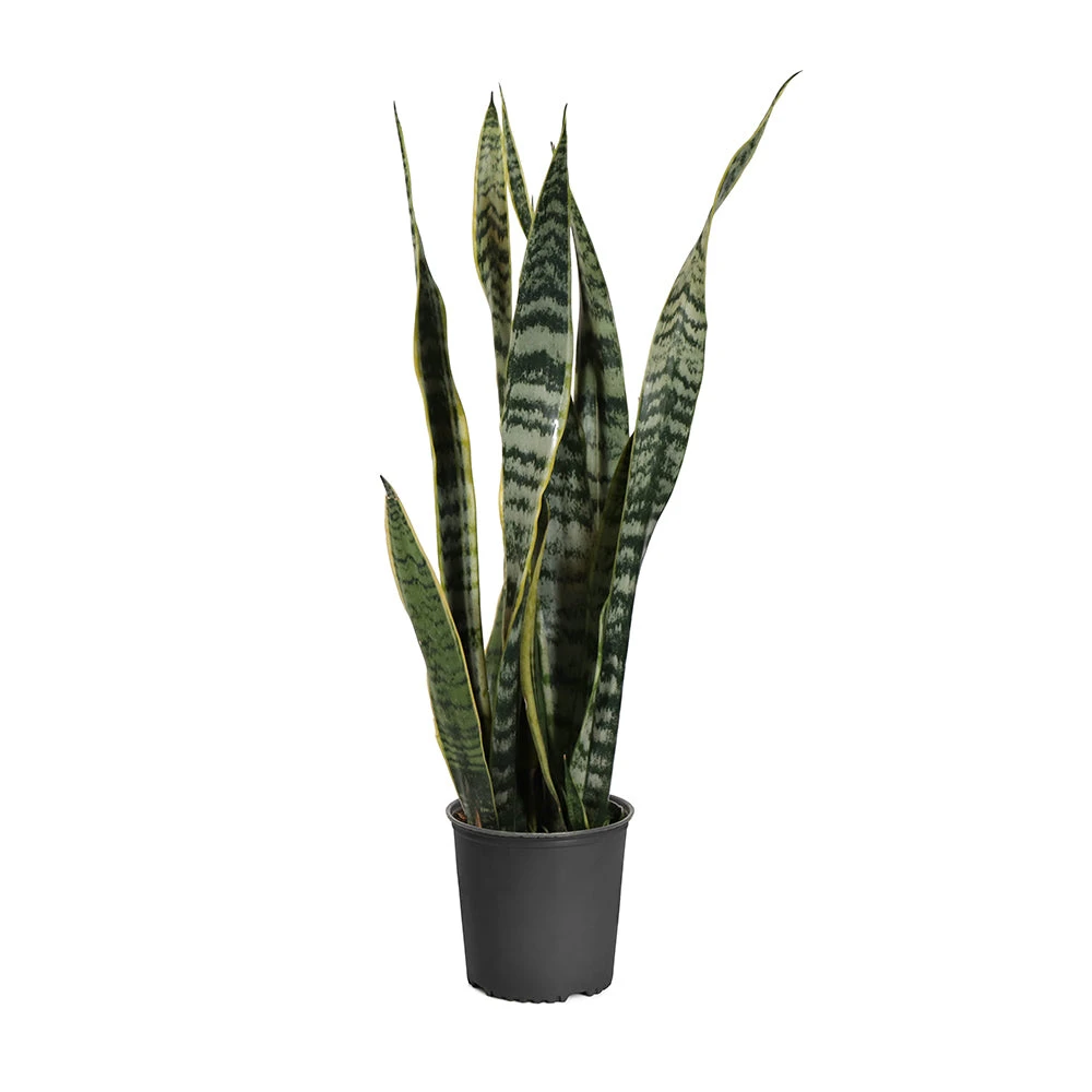 Snake Plant - Image 8