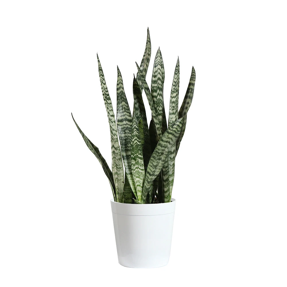 Snake Plant - Image 15