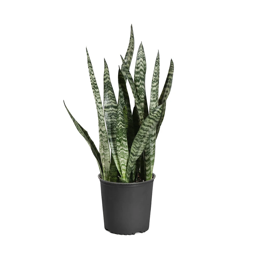 Snake Plant - Image 11