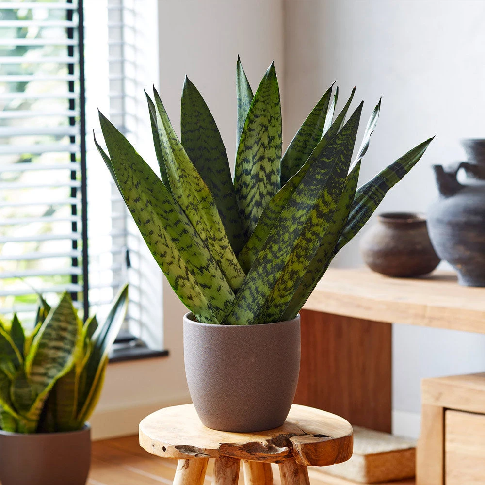 Snake Plant - Image 4