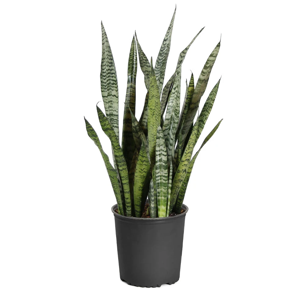 Snake Plant - Image 10