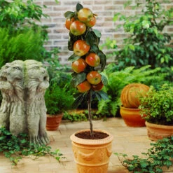 Scarlet Sentinelâ„¢ Columnar Apple Tree