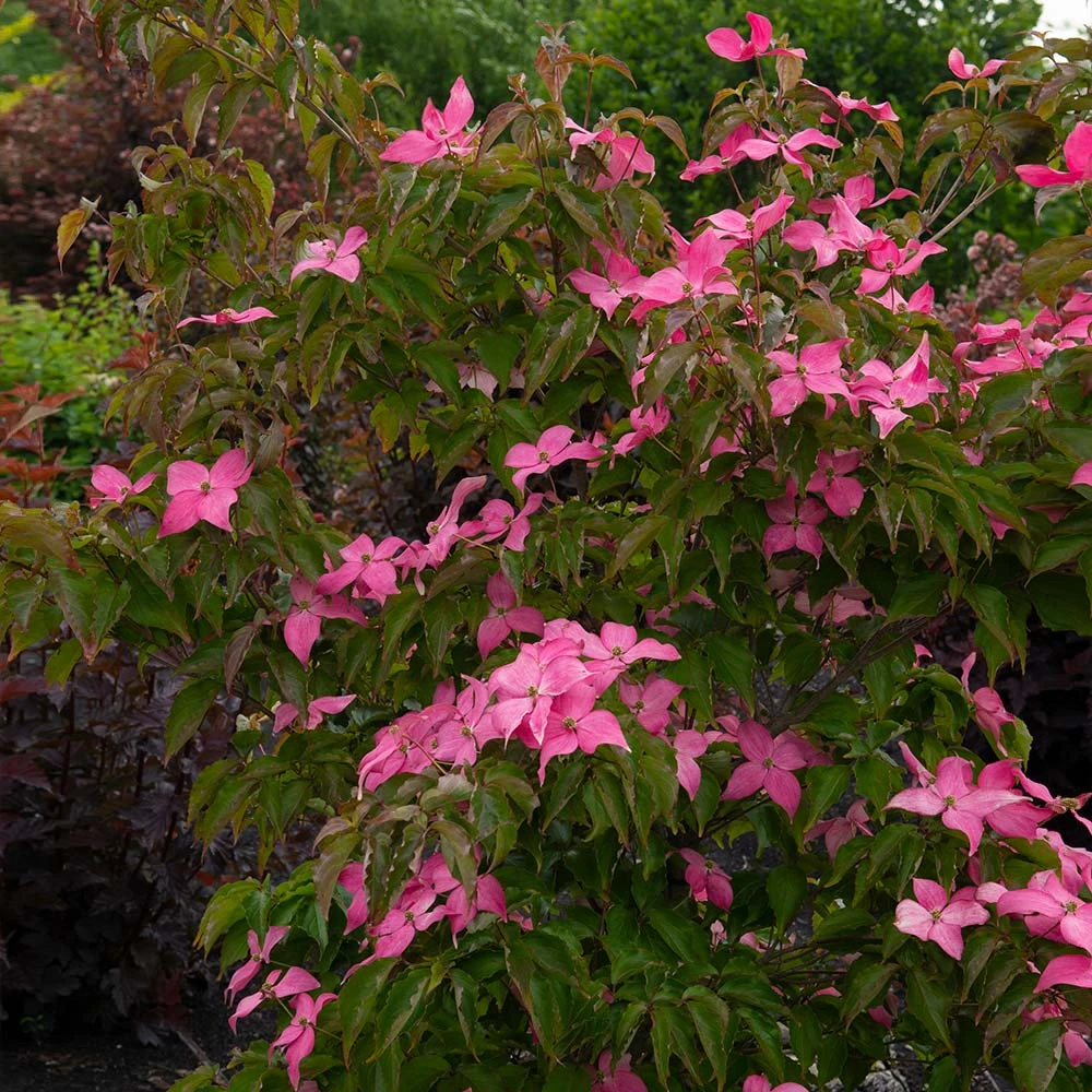 Scarlet FireĀ® Dogwood Tree - Image 2