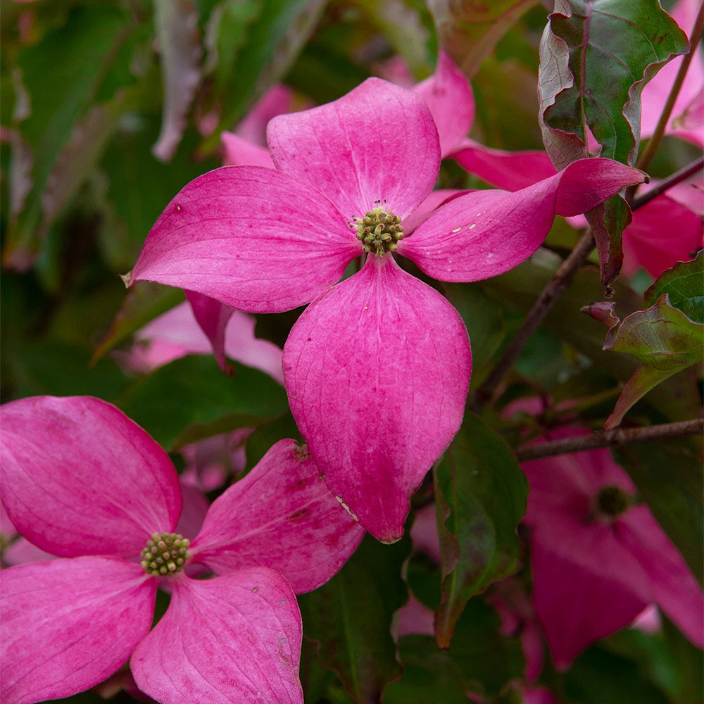 Scarlet FireĀ® Dogwood Tree - Image 3