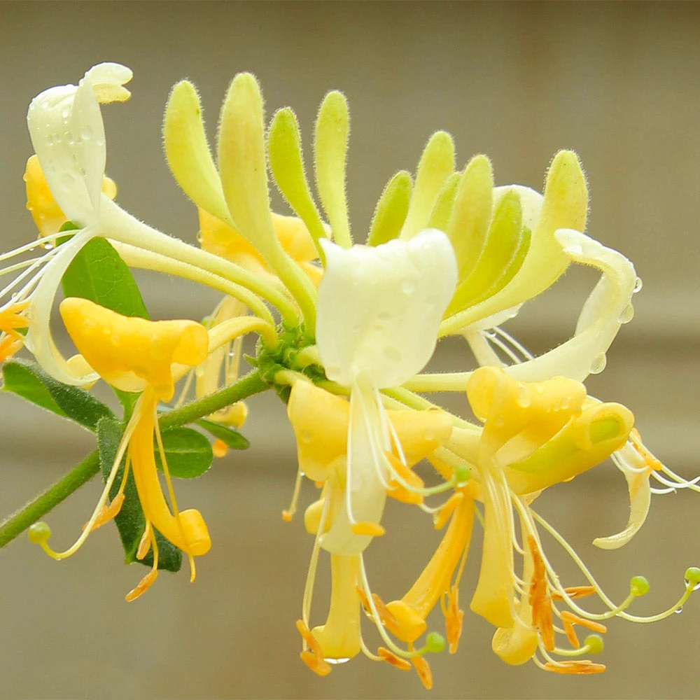 Scentsation Honeysuckle Vine - Image 3