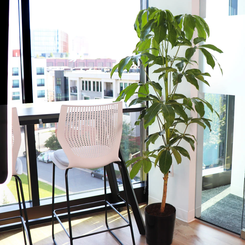 Umbrella Tree - Image 2