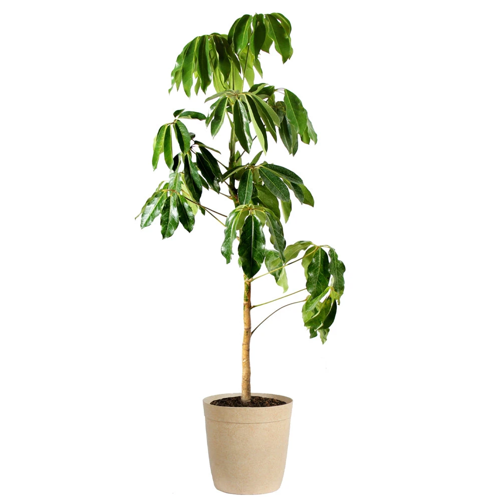 Umbrella Tree - Image 6