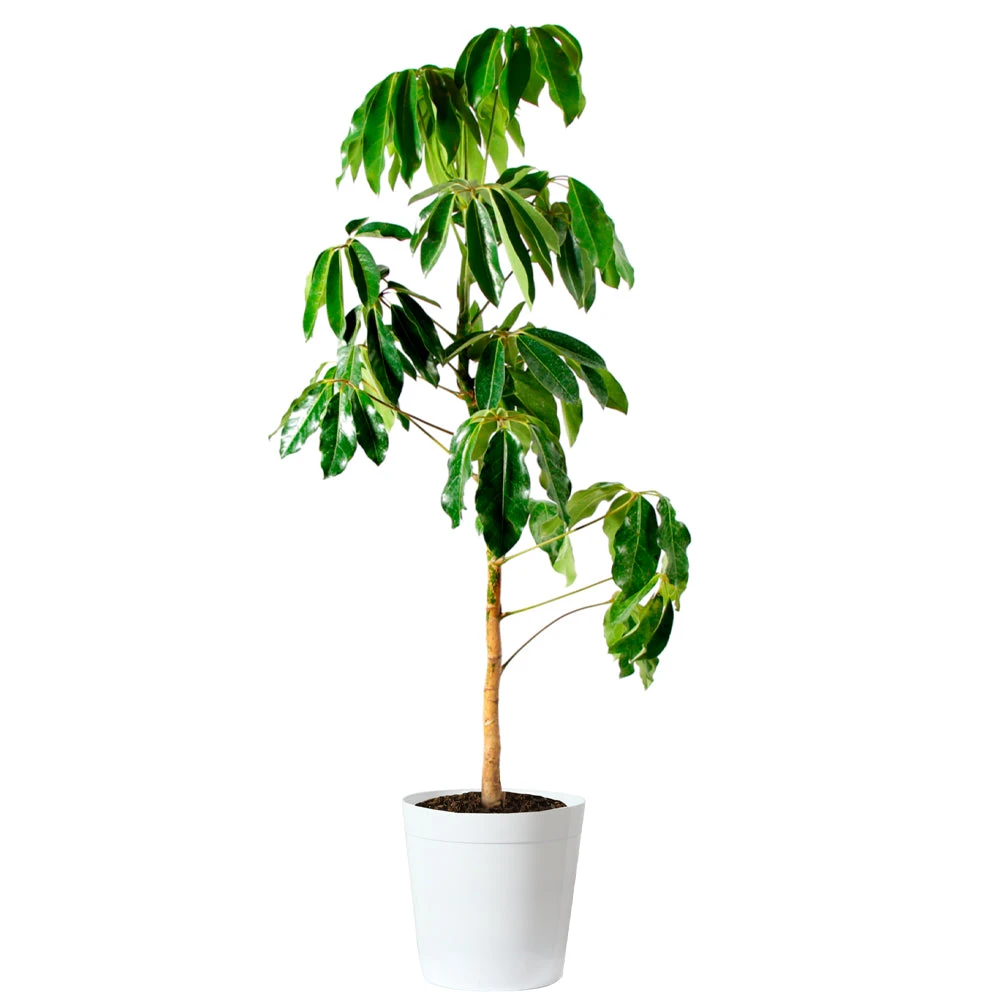 Umbrella Tree - Image 8