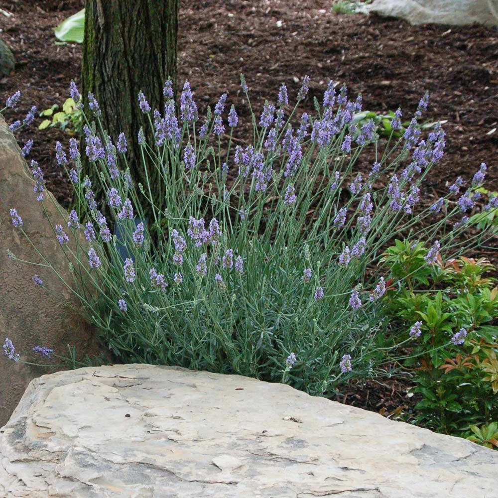 Sensationalâ„¢ Lavender - Image 3