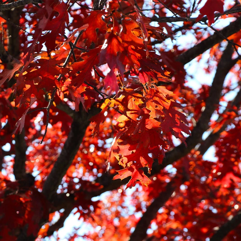 Shumard Oak Tree - Image 4