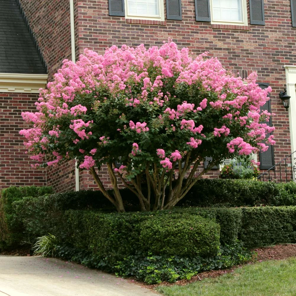 Sioux Crape Myrtle - Image 5
