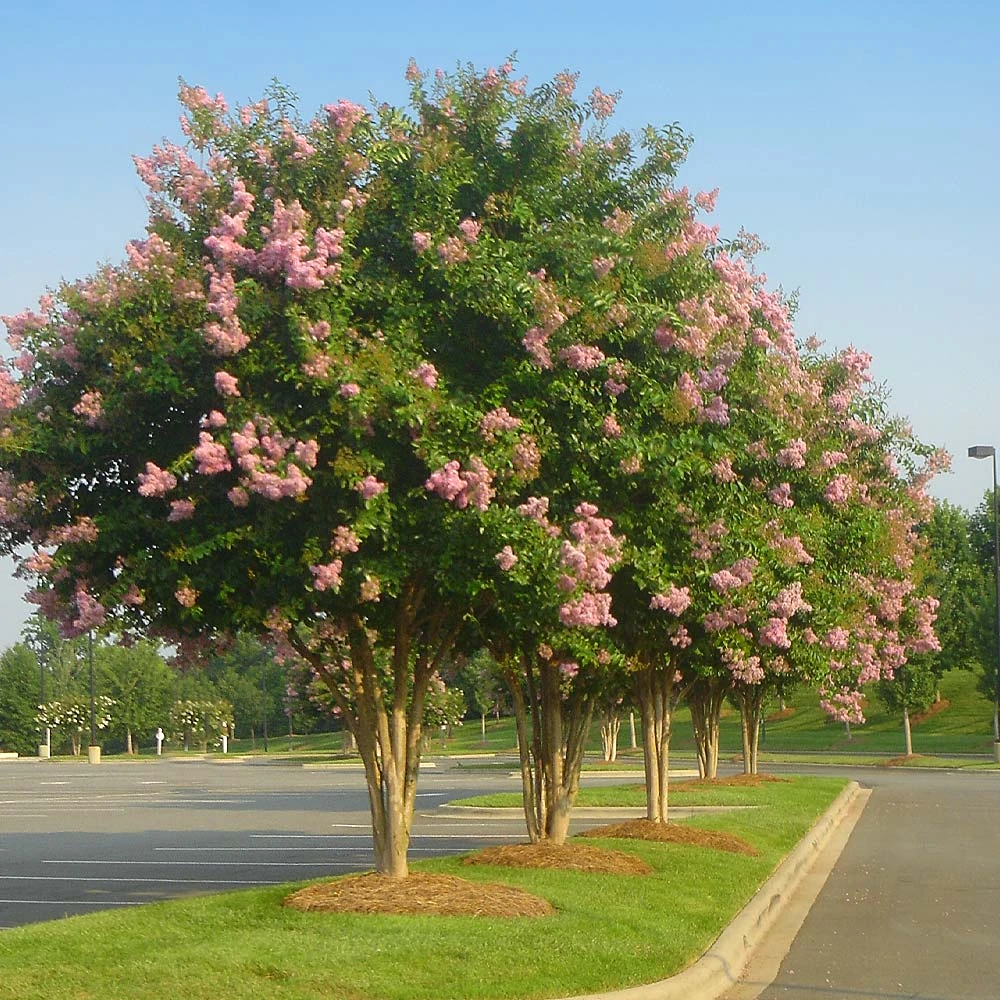 Sioux Crape Myrtle - Image 2