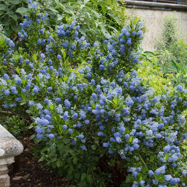 Skylark California Lilac