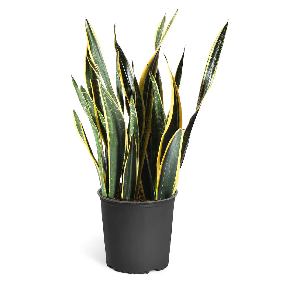 Snake Plant - Image 7