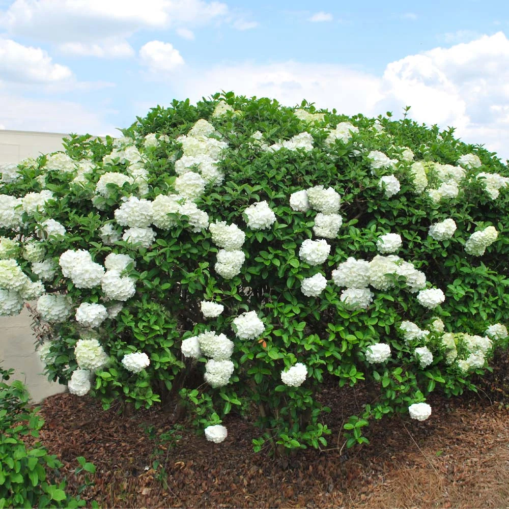 Snowball Viburnum Bush - Image 3