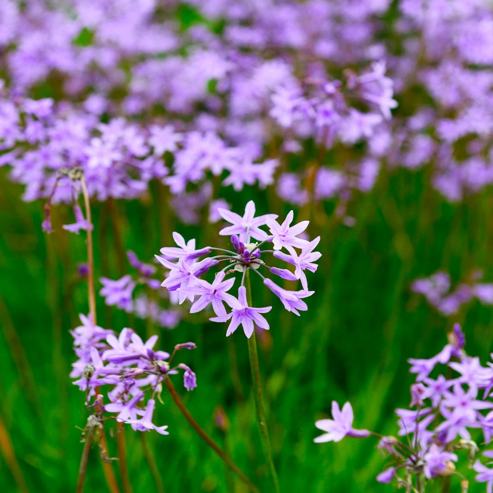 Society Garlic Plant - Image 2