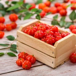 Star Cherry Tree (Pitanga)