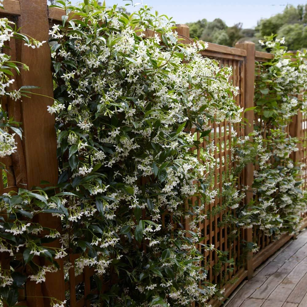 Star Jasmine Vine - Image 2