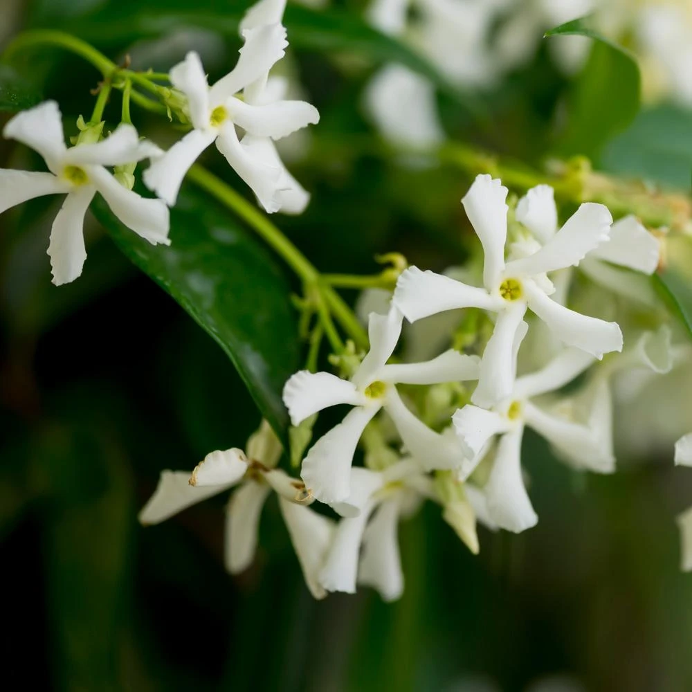 Star Jasmine Vine - Image 3